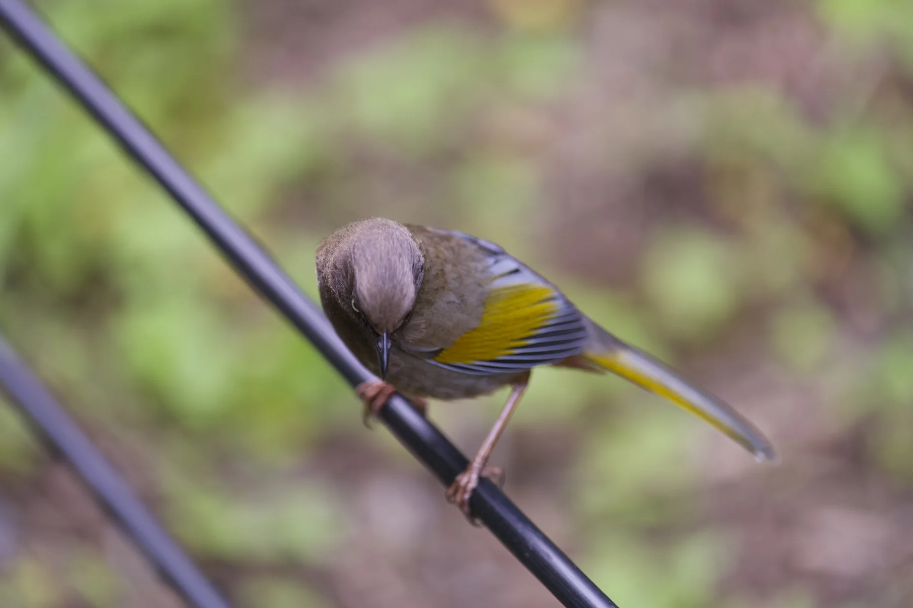 A small bird on a branch, photographed by Ke