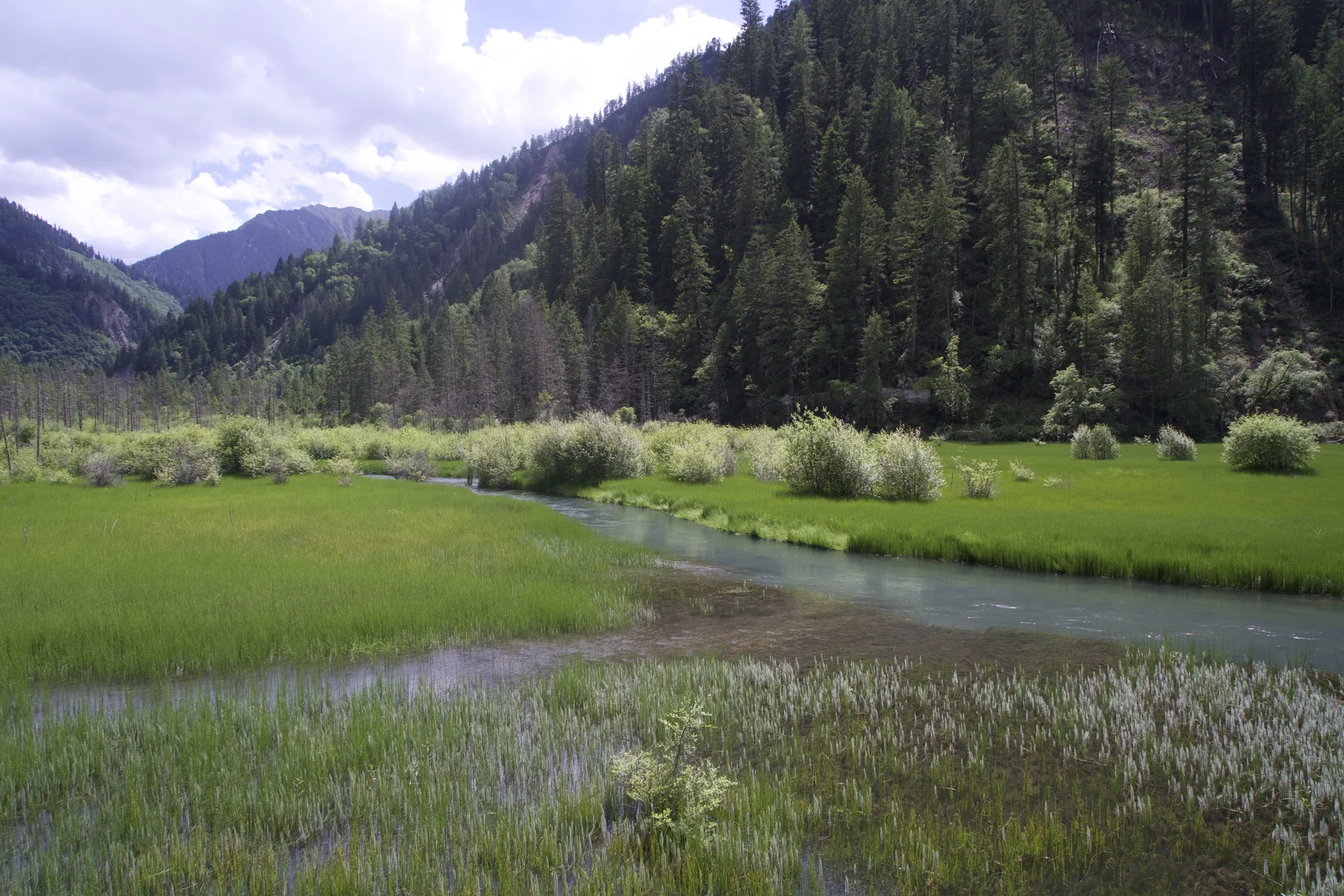 A quiet meadow and mountain forest, photographed by Ke